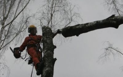 Озеленение, благоустройство, спил и вырубка деревьев - Красноярск, цены, предложения специалистов