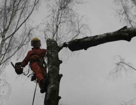 Озеленение, благоустройство, спил и вырубка деревьев стоимость услуг и где заказать - Красноярск