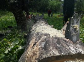Спил и вырубка деревьев, корчевание пней стоимость услуг и где заказать - Красноярск
